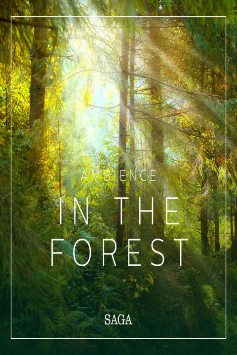 Omslag: Ambience - In the Forest