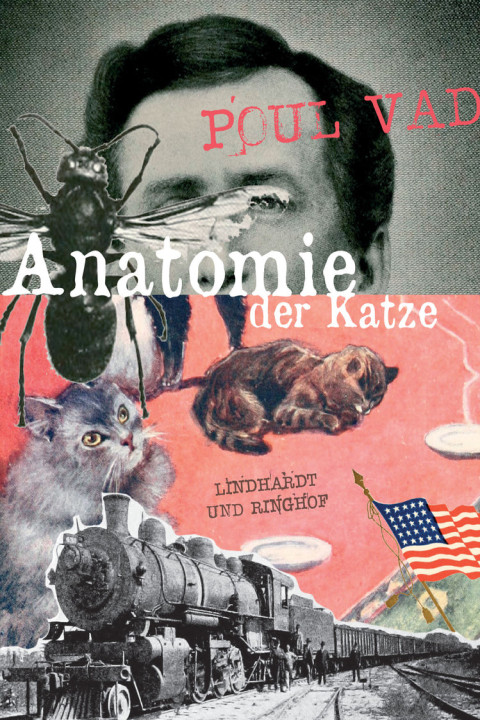 Omslag: Anatomie der Katze