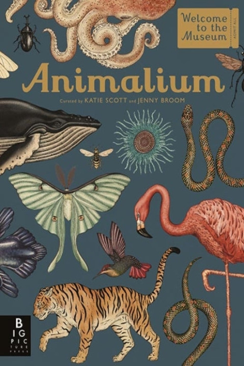 Omslag: Animalium