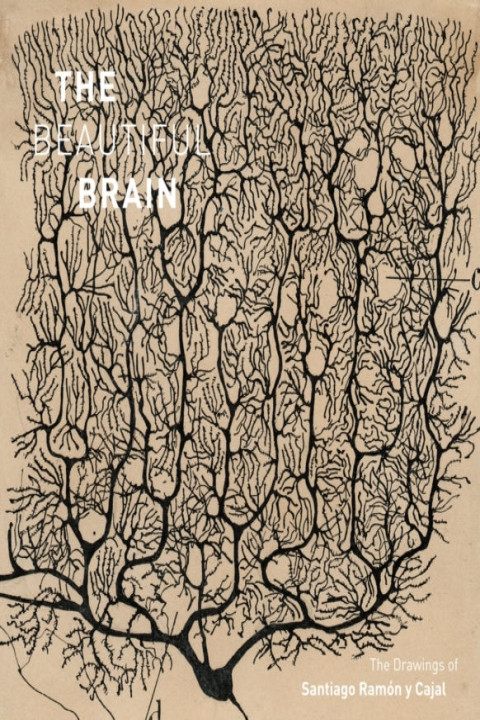 Omslag: Beautiful Brain