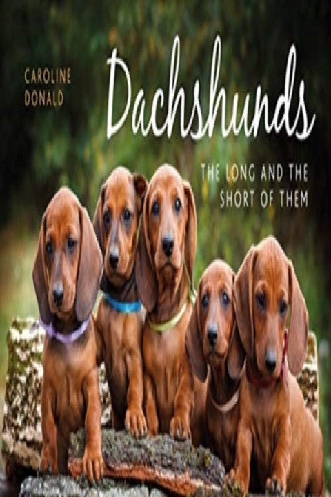 Omslag: Dachshunds