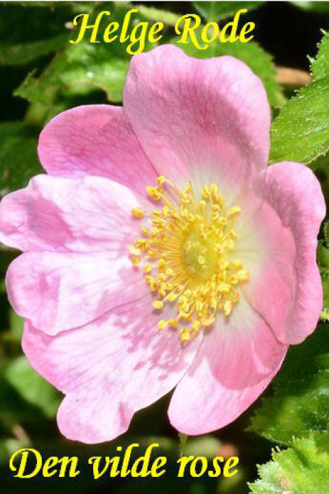 Omslag: Den vilde rose