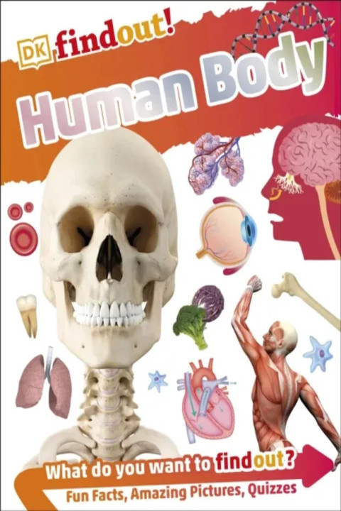 Omslag: DKfindout! Human Body