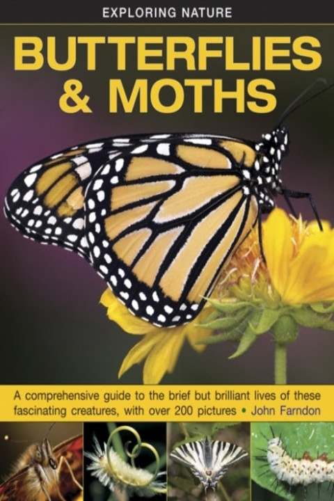 Omslag: Exploring Nature Butterflies og Moths