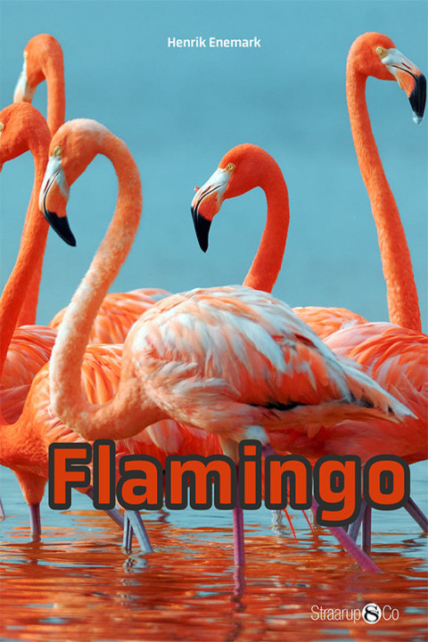 Omslag: Flamingo