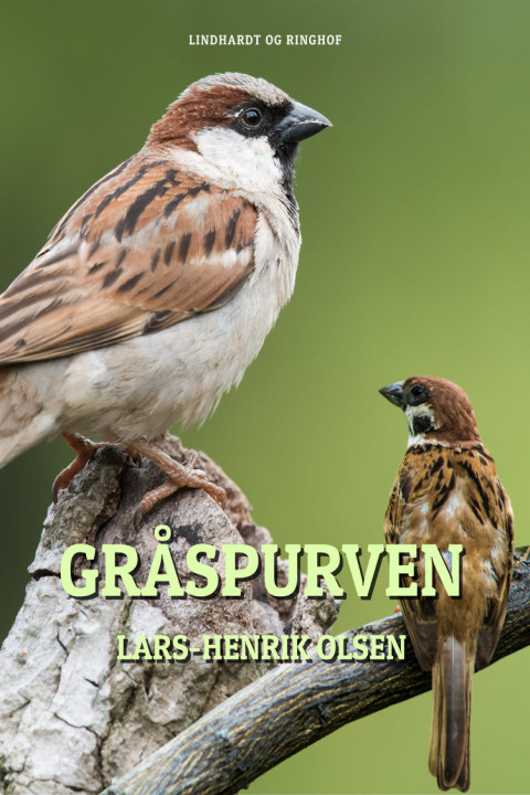 Omslag: Gråspurven