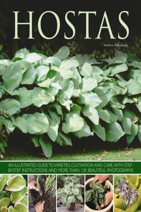 Omslag: Hostas