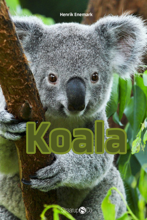 Omslag: Koala