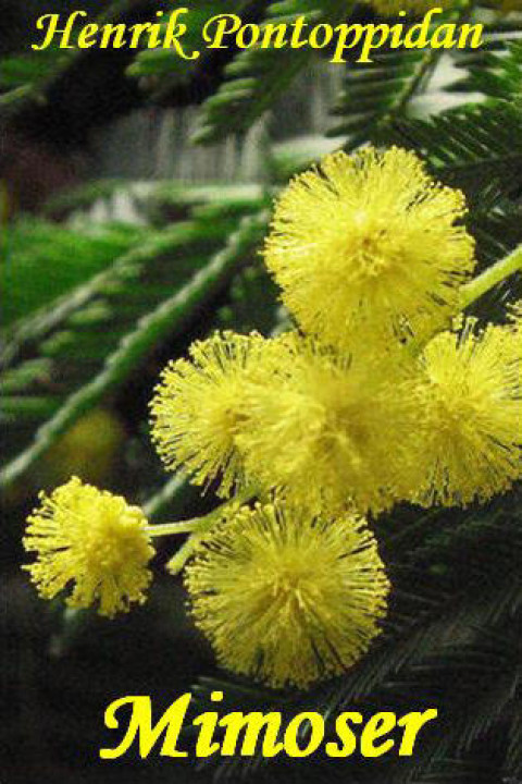 Omslag: Mimoser