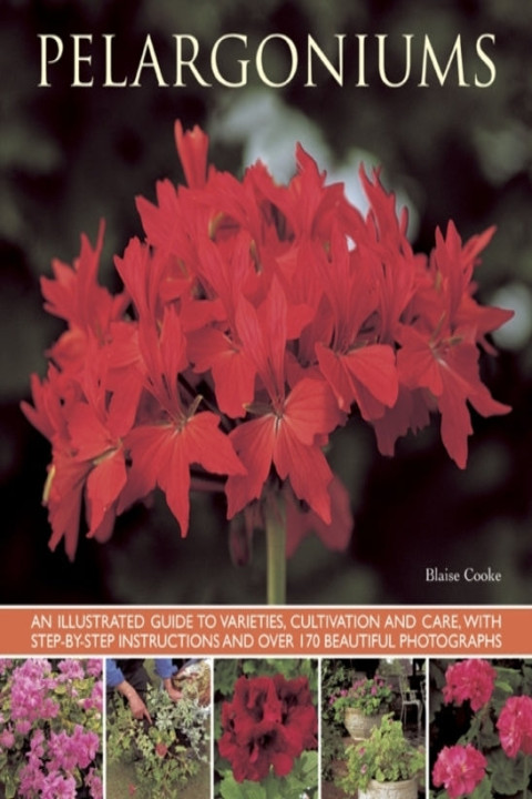 Omslag: Pelargoniums
