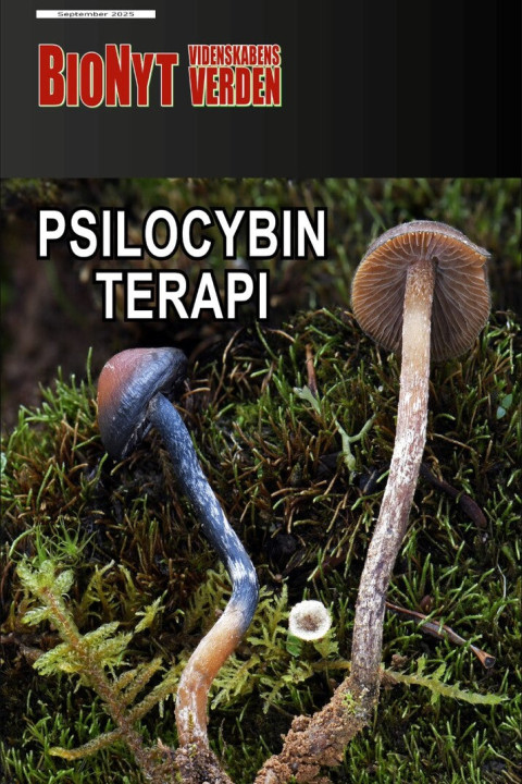 Omslag: Psilocybin-terapi