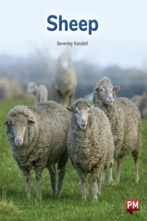 Omslag: SHEEP
