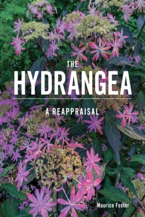 Omslag: The Hydrangea - A Reappraisal